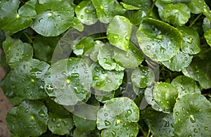 Close up of Daun Pegagan, Centella asiatica leaves with water splash