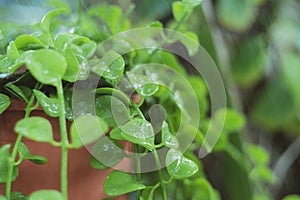 Close-up Dave ornamental plant photo