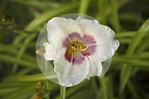 Close up of day lily flower with water drops after rain