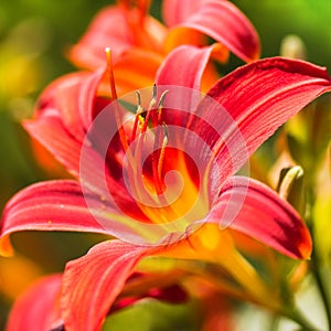 Close up Daylilies or Hemerocallis