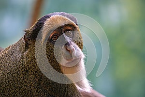 Close-up of De Brazza's Monkey in natural habitat