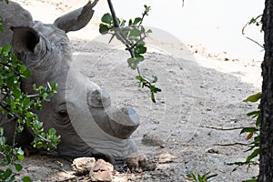 Close up of a de-horned white rhinoceros - Ceratotherium simum - face while resting during the day the bushveld. Location: Kruger