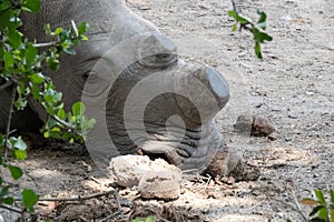 Close up of a de-horned white rhinoceros - Ceratotherium simum - face while resting during the day the bushveld. Location: Kruger