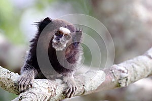 Close-up de um black-pincelled marmoset Callithrix penicillata photo