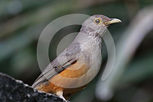 Close up de um Rufous-bellied Thrush Turdus rufiventris, isolado, pousado sobre um fundo em tons escuros photo