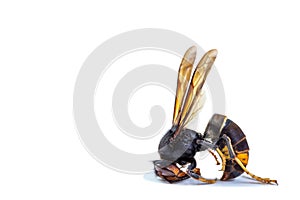 Close up of dead asian hornet-Poisonous venom animal colony. photo