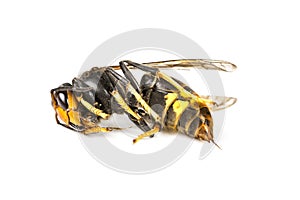Dead asian hornet macro in white background