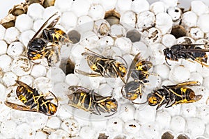 Dead asian hornets on nest honeycombed macro studio