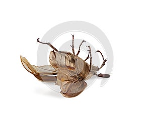 Close-up of dead beetle isolated on white.