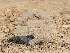 Close-up of dead black beetle on sand in garden.