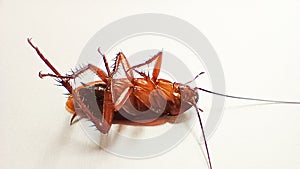 Close Up Dead Black Brown Cockroach Insect Isolated on a White background