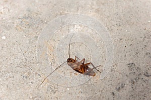 Close up dead cockroach