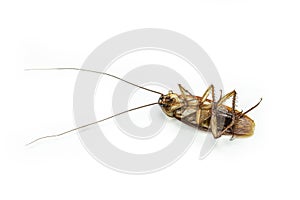 Close up dead cockroach isolate on white background