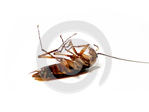 Close-Up Of Dead Cockroach isolated on white background / insecticide products