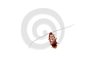 Close up dead cockroach with long antenna on white. Dirty, living. isolated, top view, copy space.