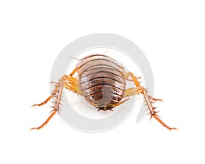 Close up dead cockroach on white