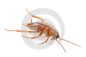 Close up dead cockroach on white