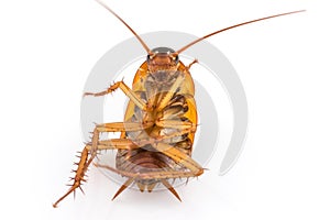 Close up dead cockroach on white