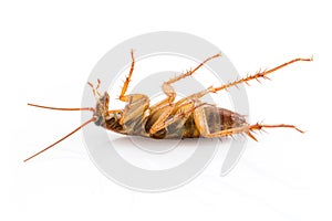 Close up dead cockroach on white