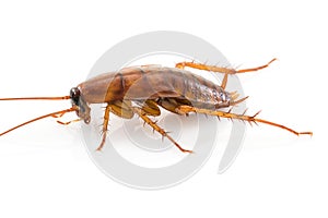 Close up dead cockroach on white
