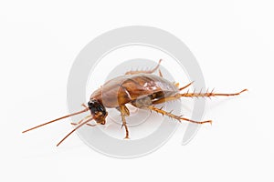 Close up dead cockroach on white