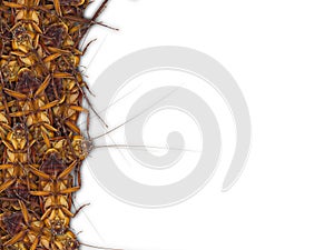 Close up of dead cockroaches isolate on white background with space for text