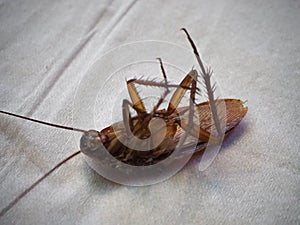 Close-up dead Cockroachs, Blattodea.