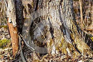 Close up of a dead elm tree