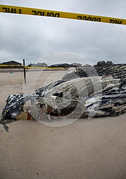 Dead Female Humpback Whale including Tail and Dorsal Fins on Fire Island, Long Island, Beach, with Sand in Foreground and Atlantic