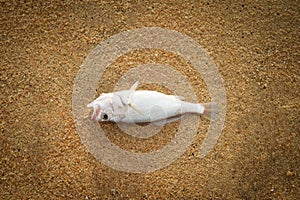Close up Dead fish on the beach