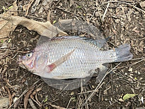 Dead fish on the ground