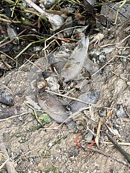 Dead fish on the ground