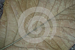 Close up of a dead leaf. Close up of a yellow dead leaf with many veins. It can be used as a background image