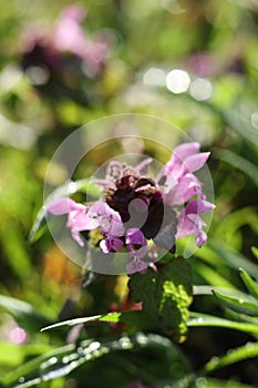 Close up of a dead nettle (Lamium purpureum)