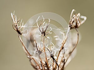 Close up of dead plants