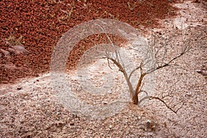 Close up of a dead sage brush plant