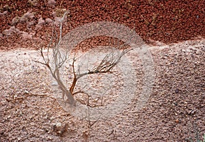 Close up of a dead sagebrush plant