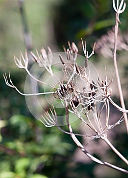 Close up of dead seed heads of umbellifer flower plant photo