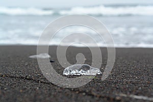 A close up of an dead transparent jellyfish on a black sand after low tide. Khalaktyrsky beach near the Petropavlovsk-Kamchatsky