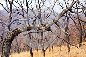 close up of a dead tree in a scorched forest