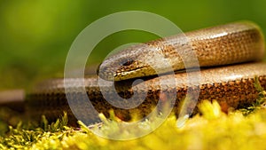 Close-up of deaf adder lying on a mossy ground in spring nature.
