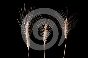 close up deatil of barley on the black background