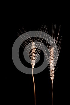 close up deatil of barley on the black background