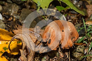 Deceiver Mushroom - Laccaria laccata photo