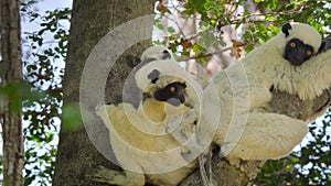 Close up of Deckens Sifaka family