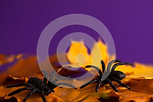 Close up of decoration black horror spiders and yellow orange leaves on vibrant purple blurred background with copy space. Holiday