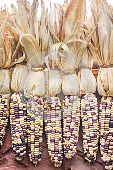 Decoration colorful multicolored corn texture hanging on wall for background