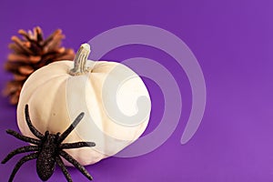 Close up of decoration white small Halloween pumpkin, black horror spiders and pine cones on vibrant purple blurred background