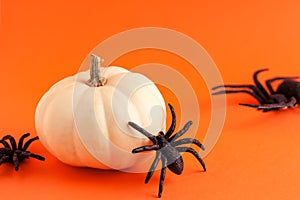 Close up of decoration white small Halloween pumpkin mockup template white frame with wooden borders and black horror spiders on