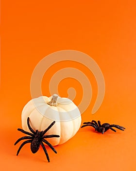 Close up of decoration white small Halloween pumpkin mockup template white frame with wooden borders and black horror spiders on